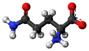 Understanding Glutamine and how it Affects your Health